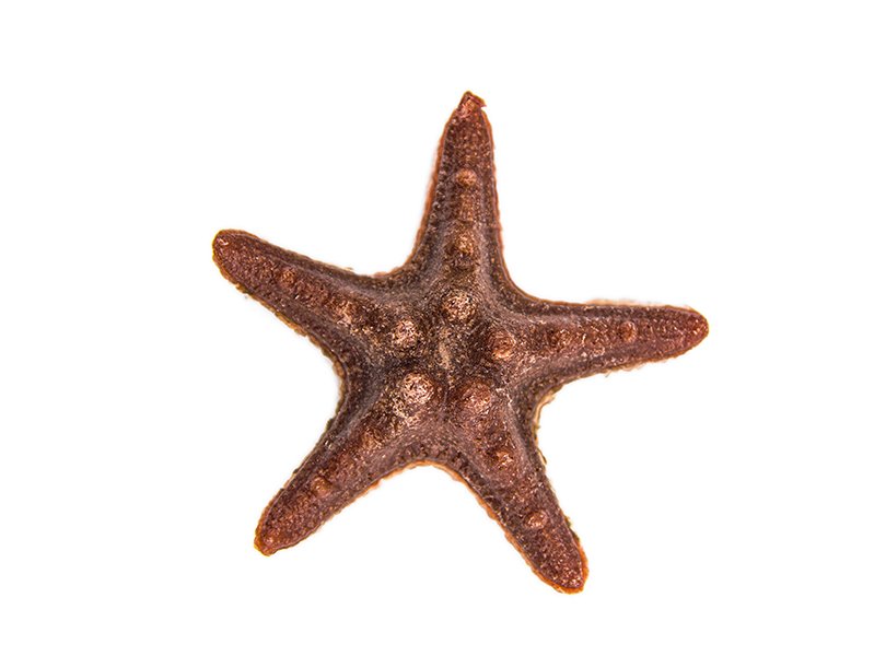 DC07A Starfish dntal snack