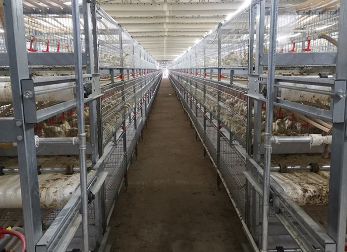 Automated Manure Removal