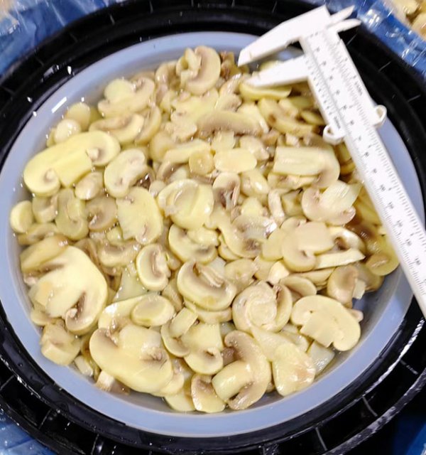 Preserved mushroom  pieces & stems in drum