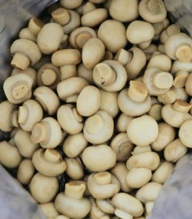light brine canned small mushrooms