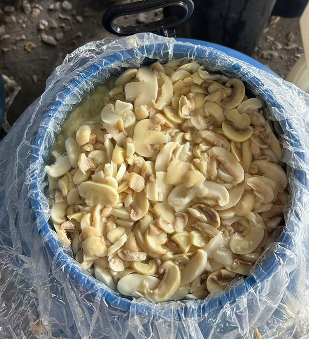 Preserved-mushroom--pieces-&-stems-in-drum