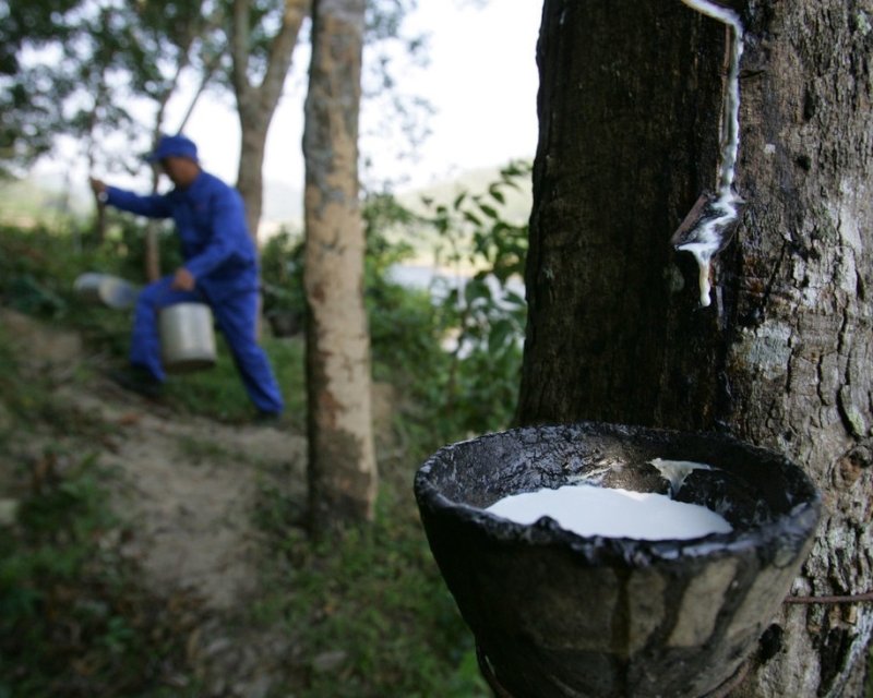 Natural Rubber Supplier | 2026 Market Insights & Bulk Industrial Supply Solutions