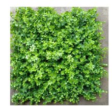 _0028_混合金钱草HHJQC