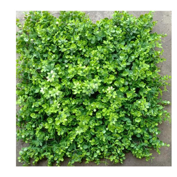 Mixed Moneywort-HHJQC