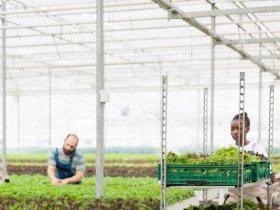 Shelfull Bins SF3115 (67)