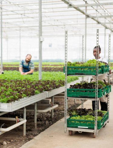 Agriculture and Horticulture