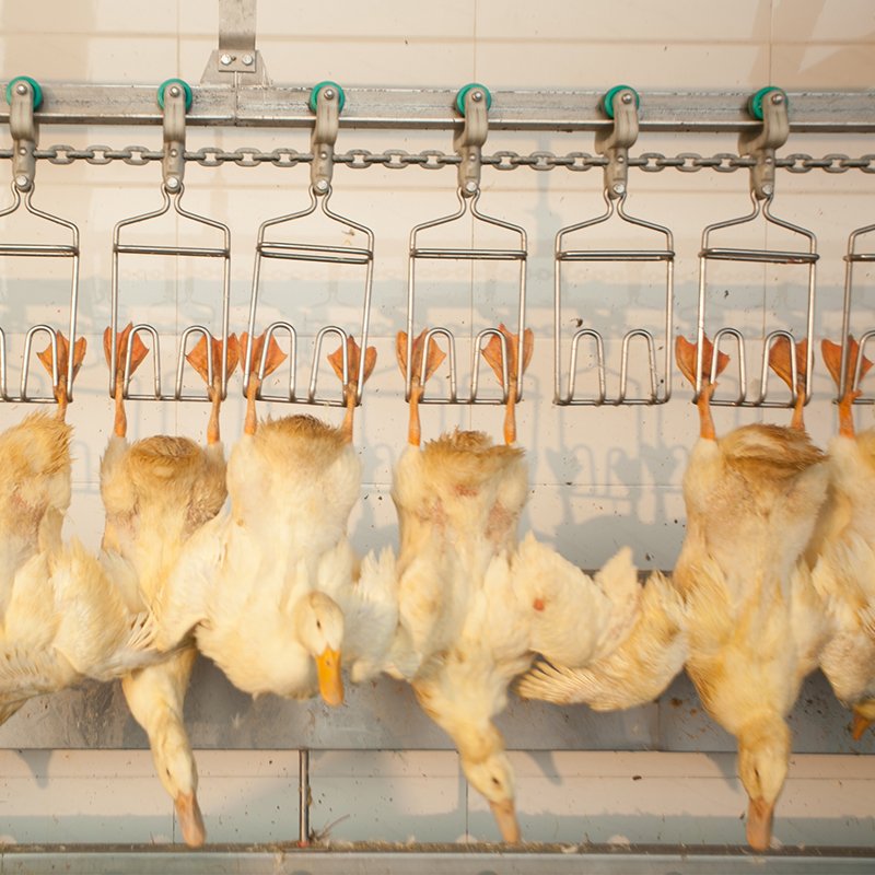 Semi-automatic Duck Slaughtering Line