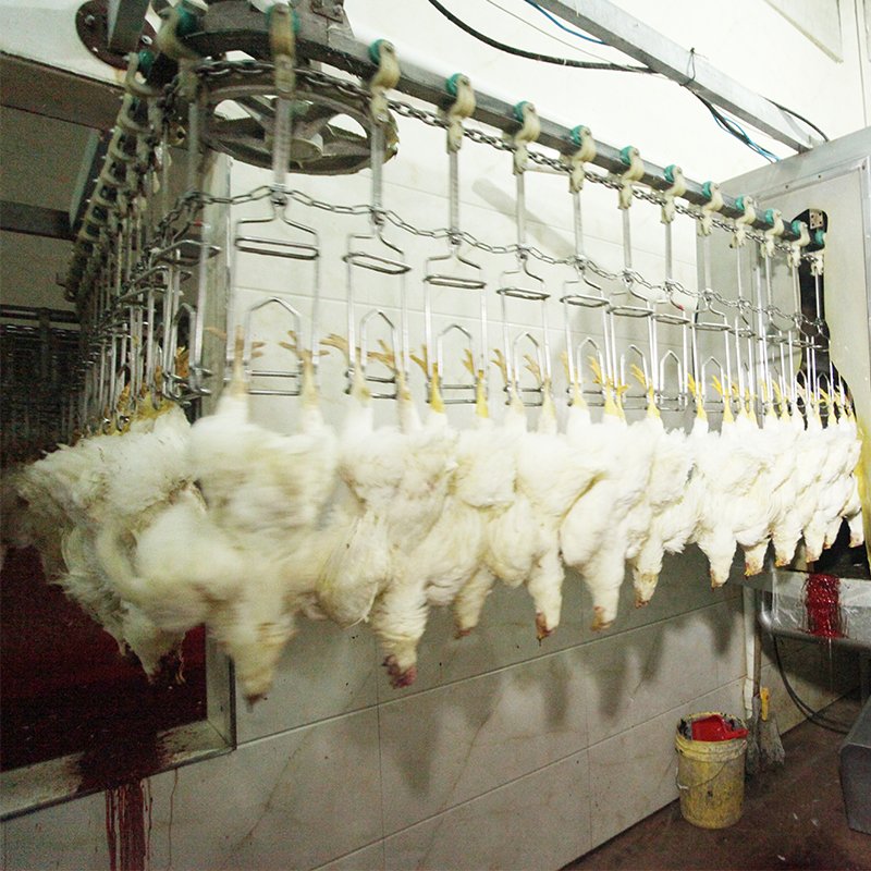 Semi-automatic Chicken Slaughtering Line