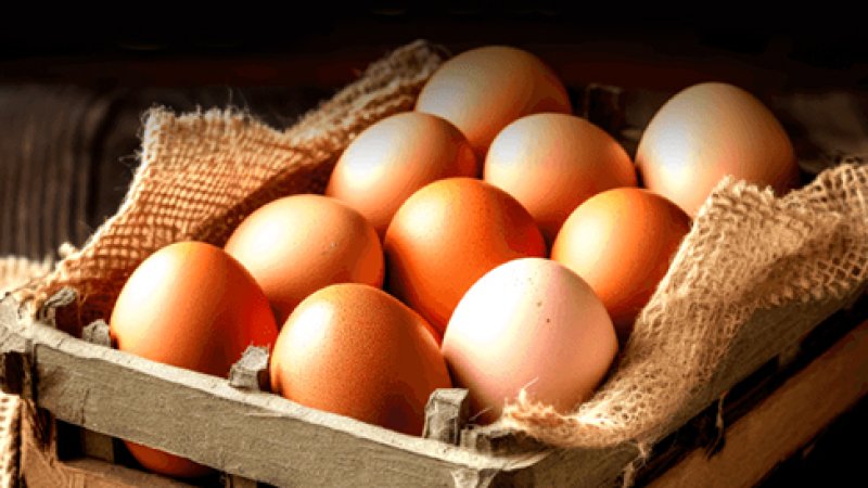 Egg Industrial Upgrading Sweeps the Globe, with Efficiency and Sustainability as Core Propositions