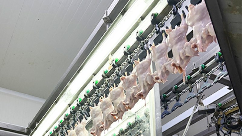 Six Innovation Trends in Chicken Processing Technology for 2025: Driving Industry Upgrading Through "Three-Chain Synergy"