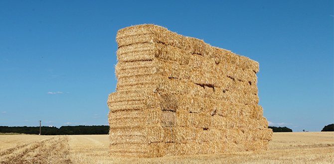 Black-White Plastic Mulch: Cooling Crops, Boosting Harvests