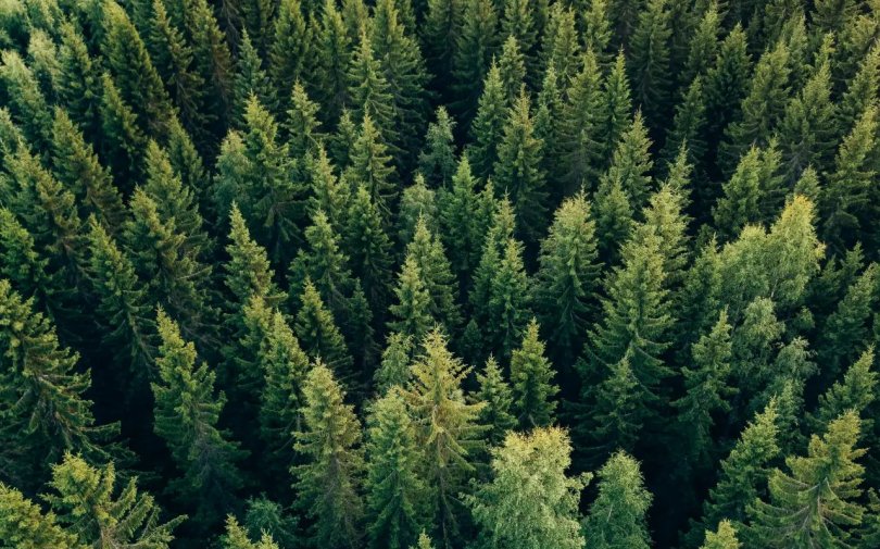 Thanks to your orders, more than 13,439 trees have been planted.